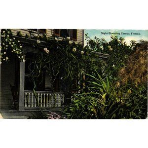 Vintage Night Blooming Cereus Florida Postcards Not Postmarked 1956